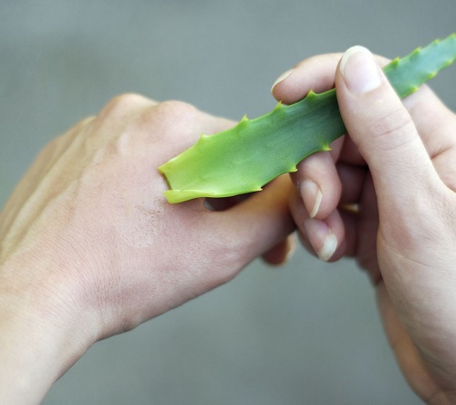 Amazing Things You Can Do With An Aloe Plant Burn Treatment