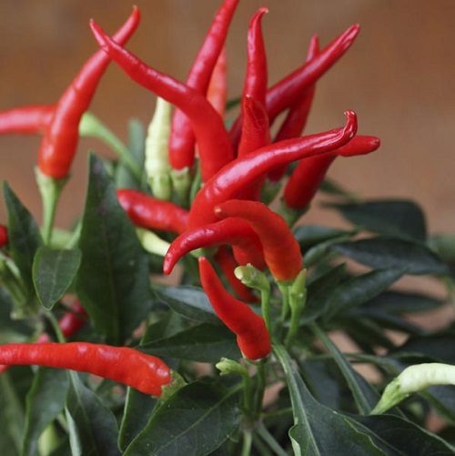 Peppers With An Upward Growth
