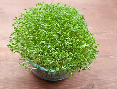 Mizuna Microgreens Ready for Harvest within Weeks