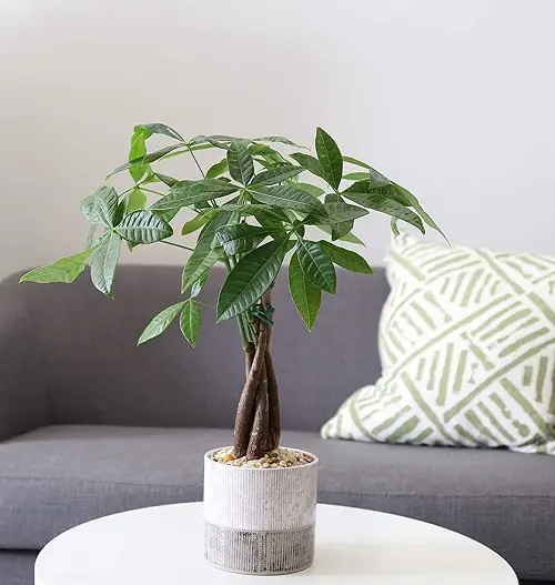 Money Plants That Normally Resemble Bonsai