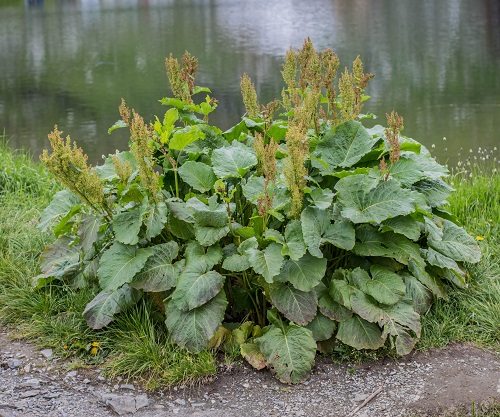 Rhubarb-Looking Plants Monk's Rhubard