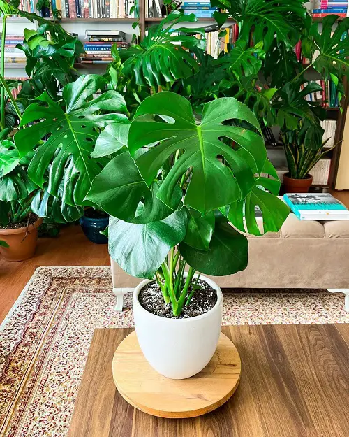 swiss chesse plant for Gifting