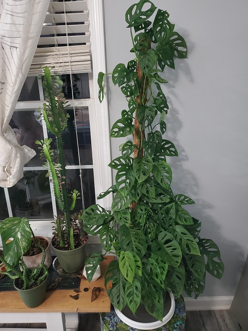 Fast-growing, bushier, and more lush indoor plants 1
