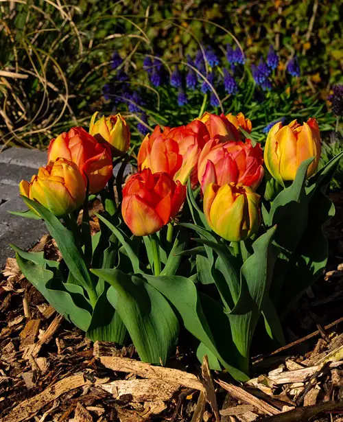 Monte Orange tulip in Garden