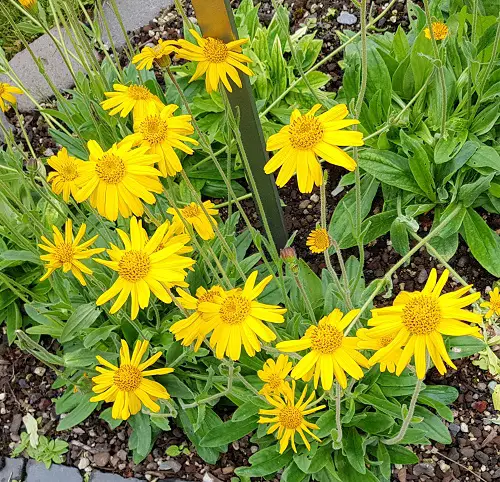 Herbs with Yellow Flowers 2