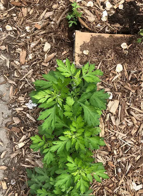 Weeds With Leaves Resembling Marigolds 