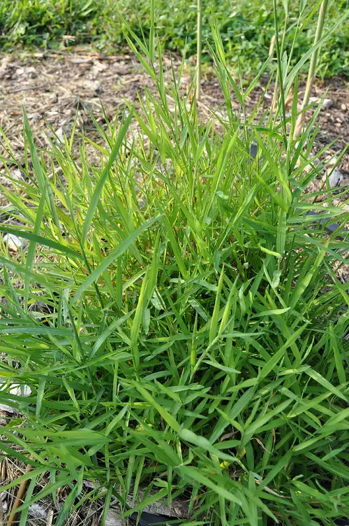 Muhlenbergia frondosa looks like wheat