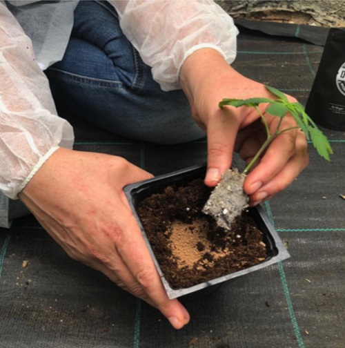 Mycorrhizal Fungi