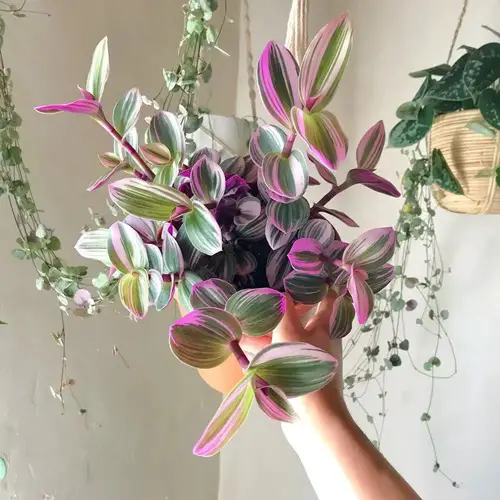 Nanouk Wandering Jew indoor vines holding in hand
