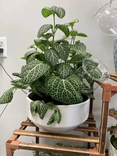 Best and Worst Child-Friendly Plants 6