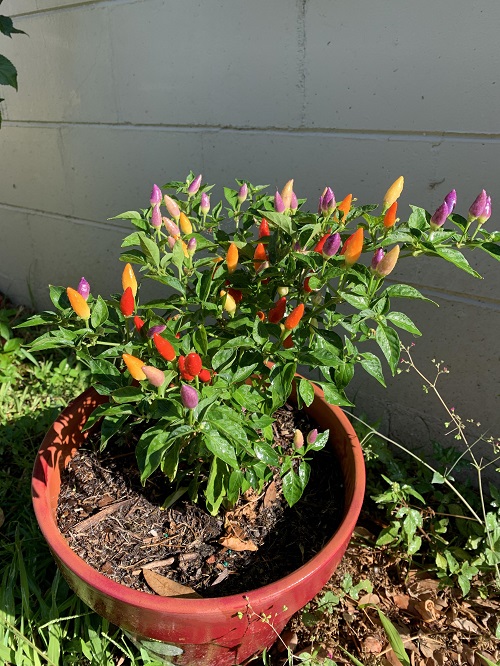 NuMex Twilight Peppers That Grow Upwards