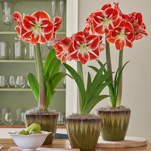 Occasions for Gifting Amaryllis Flower