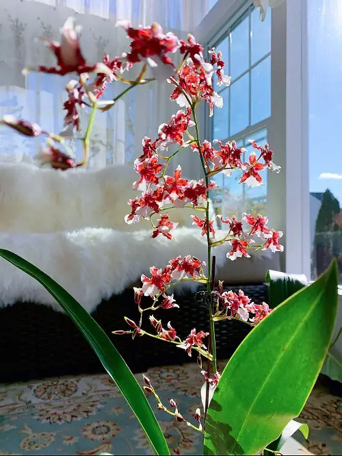 Chocolate-scented orchids