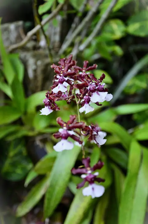 Orchids with a Chocolate Scent