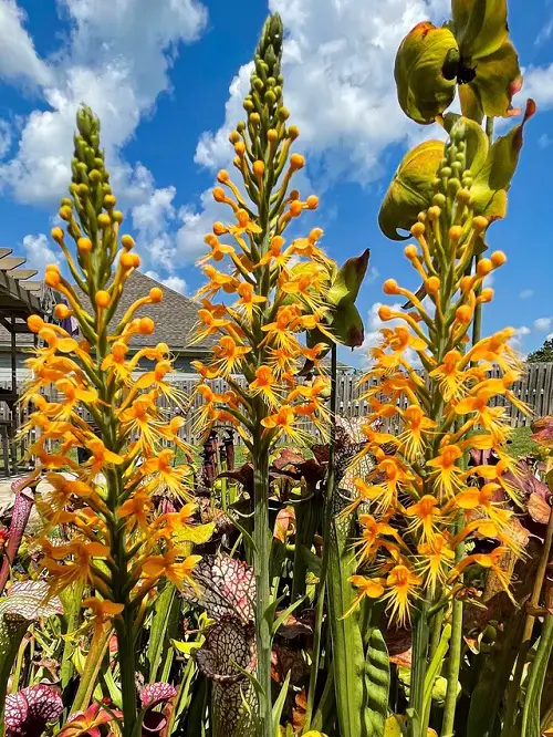 Orange Flowers in Florida 6