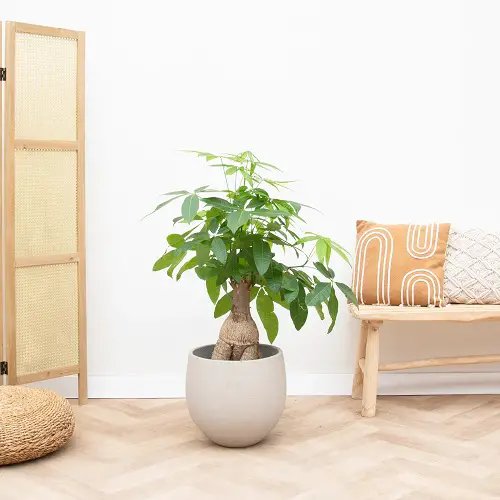 money tree plant for gifting