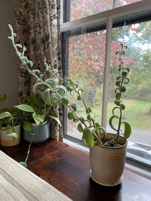 Outstanding Succulents are for Windows