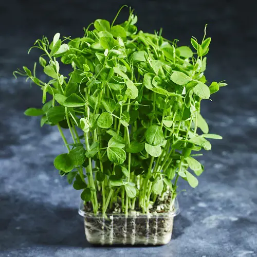Pea Shoots Ready for Harvest within Weeks