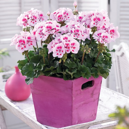 Candy White Parfait pot on trolly