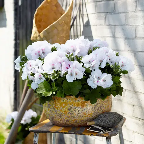 Snow Princess Best White Geraniums planter on table