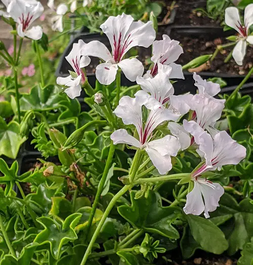 Best White Geraniums varities