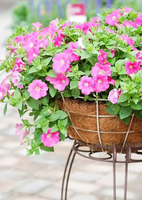 Fast Growing Flowers in pot 56