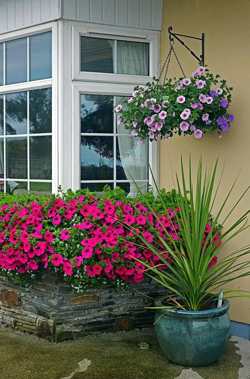 plants that make your home attractive 2