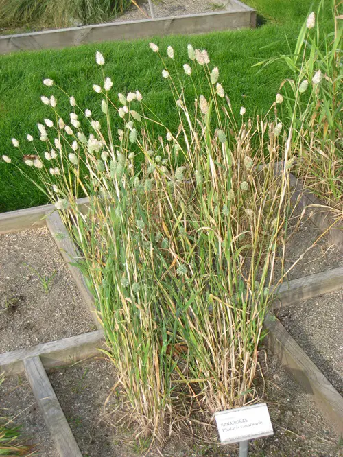 Canarygrass Weeds that Look Like Wheat