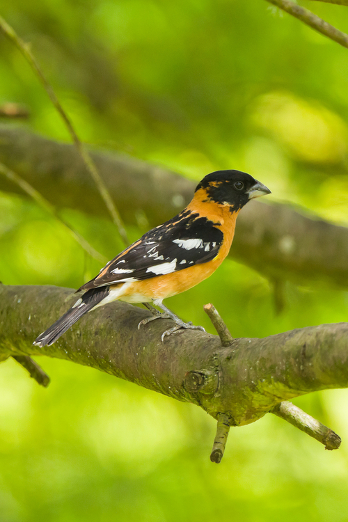 Black-headed Grosbeak on tree