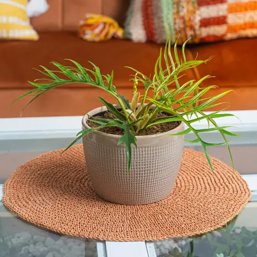 Philodendron Tortum in living room