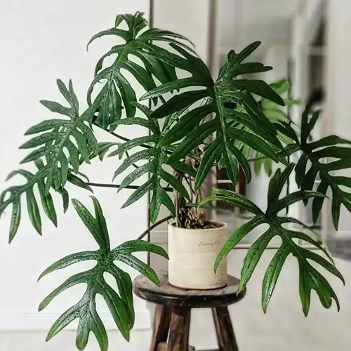 Mayoi plant on wooden stool