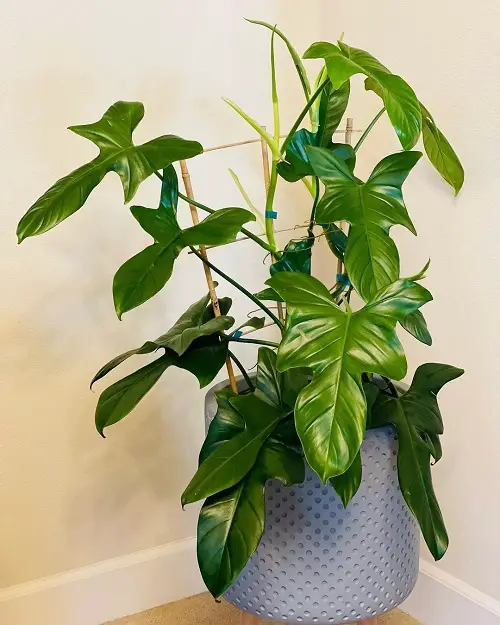 Panduriforme potted plant look like Monstera