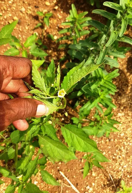ground cherry Look Like Pepper Plants