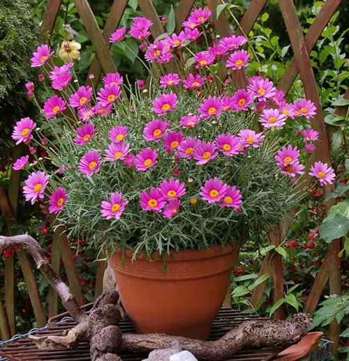 French Flowers
