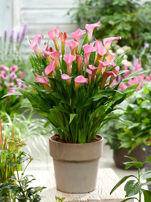 Popular Flowers that Start with C