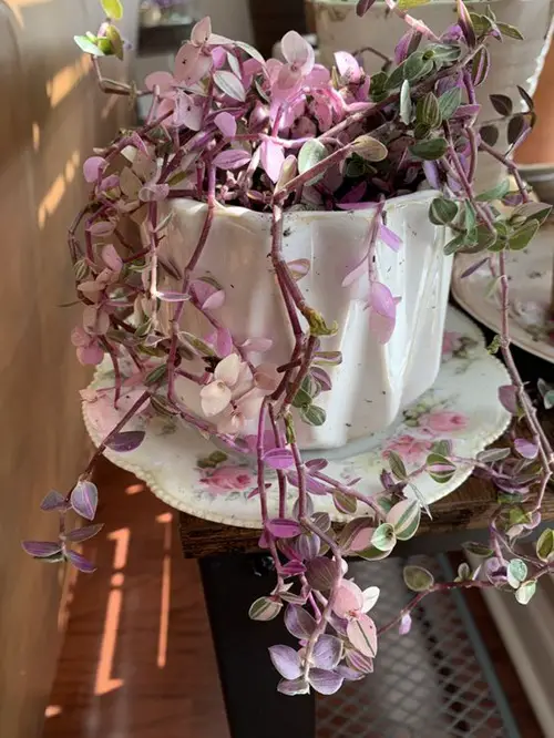 Pink Callisia Pink Indoor vines in pot