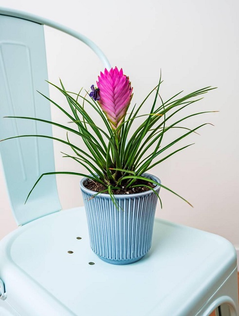 Purple-Flowered Indoor Plants