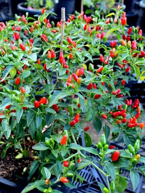 Peppers with Vertical Growth 3