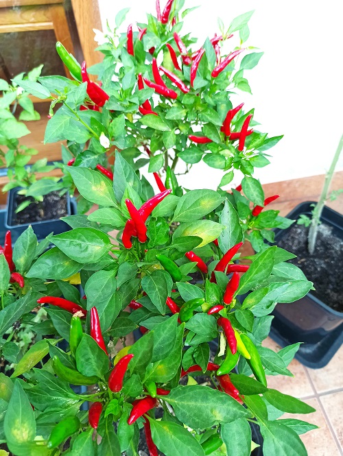 Upward-Growing Peppers 
