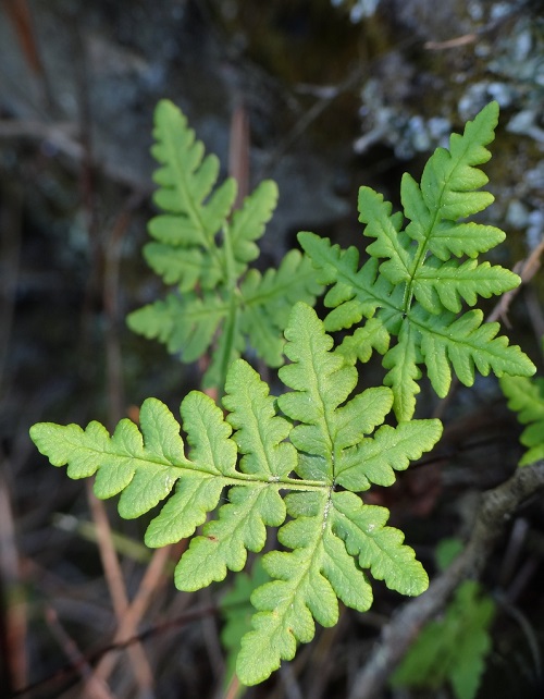 Goldenback Fern