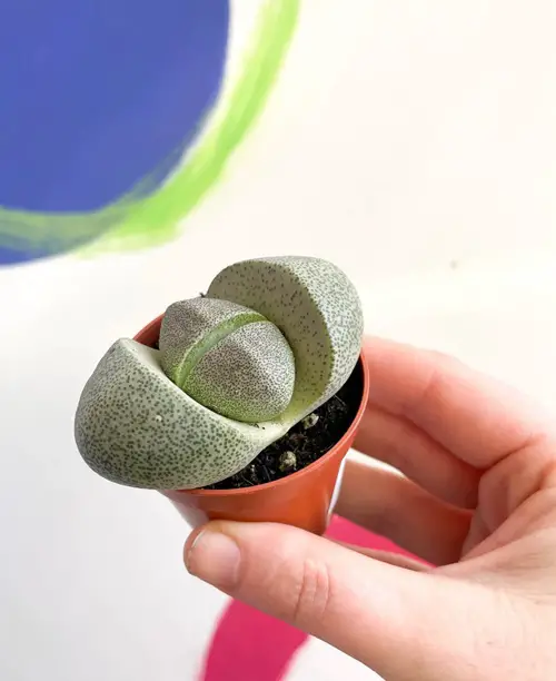 Pleiospilos nelii 'Granite small pot holding in hand
