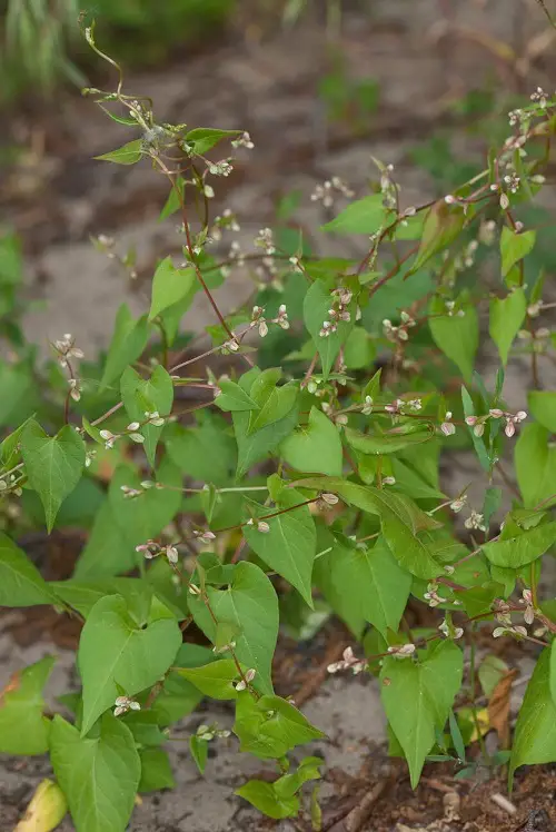 Wild Buckwheat with red vine