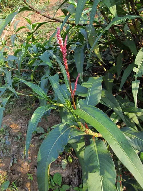 smartweed Look Like Pepper Plants