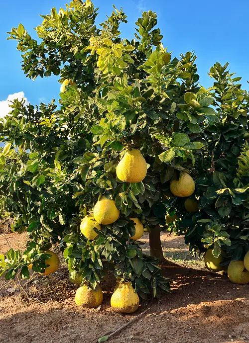 Pomelo asian fruit