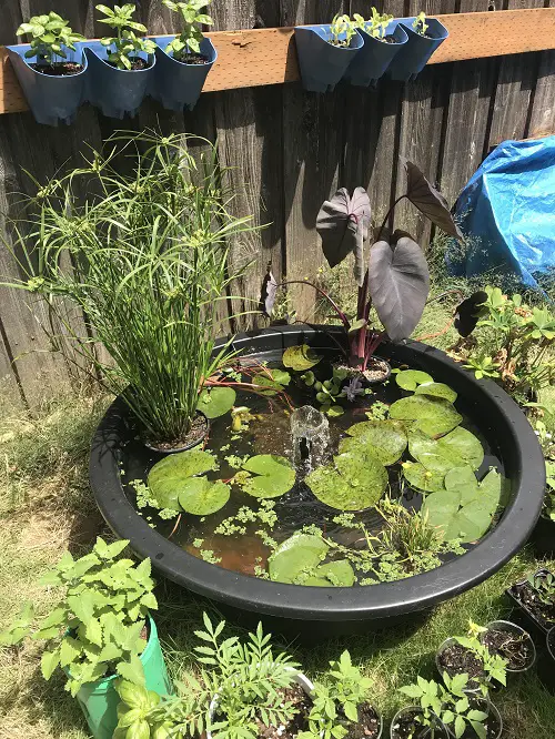 Pond in a Pot: How to Make a Container Water Garden 2