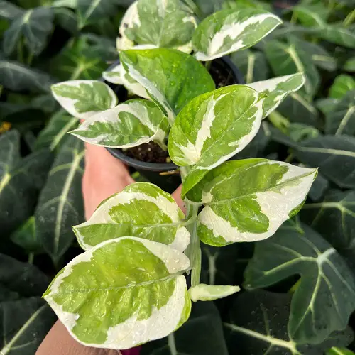 Variegated Pothos 