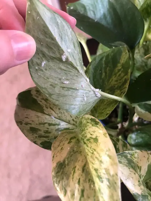 Powdery Mildew Pothos Leaves 