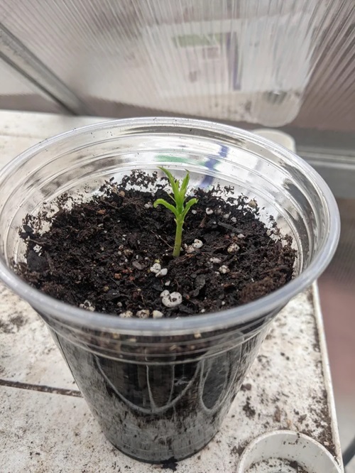 Peach Seeds You Should Freeze Before Planting