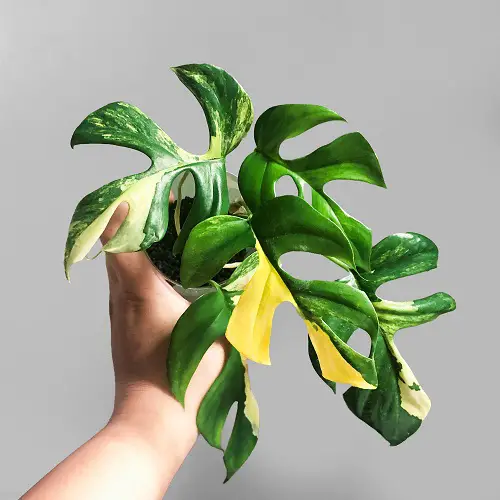 Raphidophora Tetrasperma 'Variegata' pot holding hands