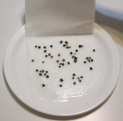Redbud seeds stratification Seeds You Should Freeze Before Planting